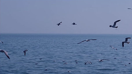 自然风景海鸥鸟海大海海鸟飞翔翱翔海洋