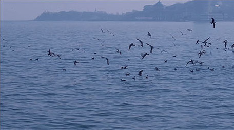 自然风景海鸥鸟海大海海鸟飞翔翱翔海洋