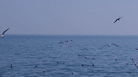 自然风景海鸥鸟海大海海鸟飞翔翱翔海洋