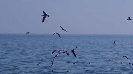 自然风景海鸥鸟海大海海鸟飞翔翱翔海洋