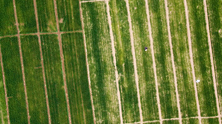 实拍视频春天农民麦田里撒尿素