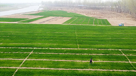 实拍视频春天农民麦田里撒尿素