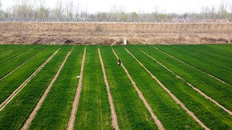 实拍视频春天农民麦田里撒尿素