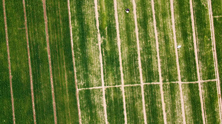 实拍视频春天农民麦田里撒尿素
