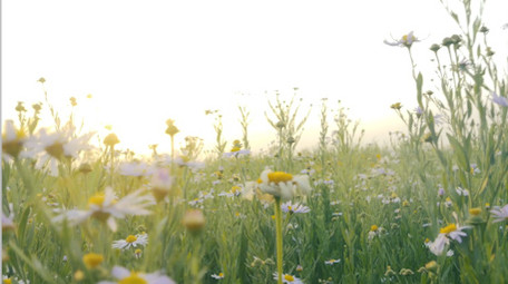 自然环境花草春天阳光特写
