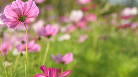 自然环境花草春天阳光特写