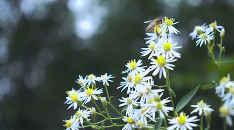 自然环境花草春天阳光特写
