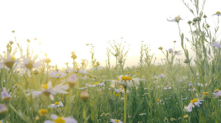 自然环境花草春天阳光特写