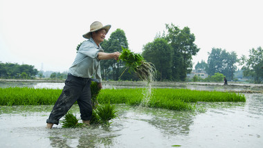 插秧农民种植乡村生活职业装高级农村