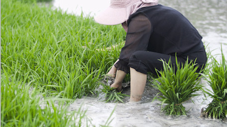 插秧农民种植<strong>乡村</strong>生活职业装高级农村