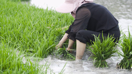 插秧农民种植<strong>乡村</strong>生活职业装高级农村
