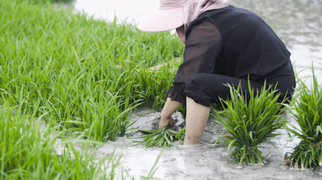 插秧农民种植<strong>乡村</strong>生活职业装高级农村