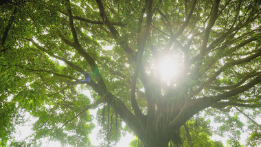 自然风光大自然阳光大树逆光光晕
