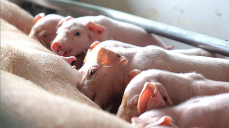 三农养猪行业仔猪吃奶
