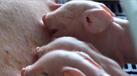 三农养猪行业仔猪吃奶