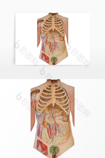 人体结构组织关系解刨梳理元素图片