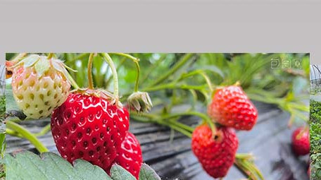 自然大棚草莓园新鲜草莓水果4K实拍
