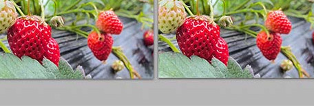 自然大棚草莓园新鲜草莓水果4K实拍