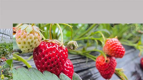自然大棚草莓园新鲜草莓水果4K实拍