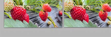 自然大棚草莓园新鲜草莓水果4K实拍