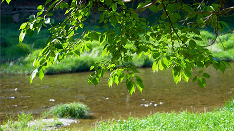 自然简约大气蝴蝶花朵小河流实拍素材