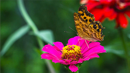 自然简约大气蝴蝶花朵小河流实拍素材