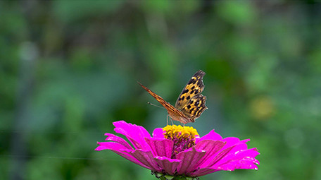 自然简约大气蝴蝶花朵小河流实拍素材