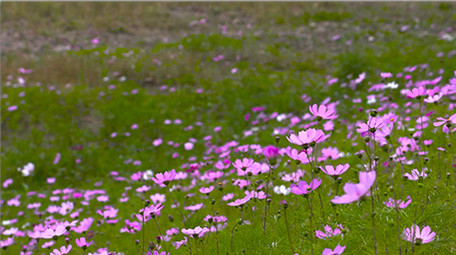 自然简约大气蝴蝶花朵小河流实拍素材