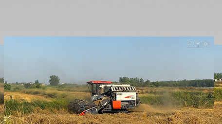 行业农业农民收割机收麦子4K实拍