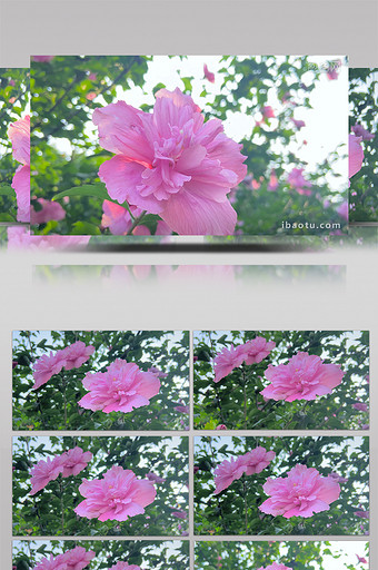 自然夏季粉色花朵木槿花盛开4K实拍视频图片