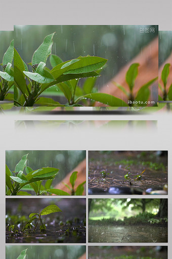 写意简约大气雨打树叶实拍素材图片