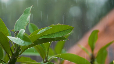 写意简约大气雨打树叶实拍素材