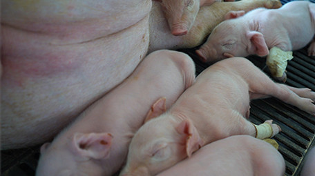 行业职业仔猪睡觉可爱小猪实拍视频