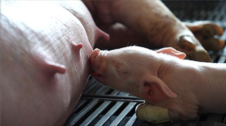 行业职业仔猪睡觉可爱小猪实拍视频