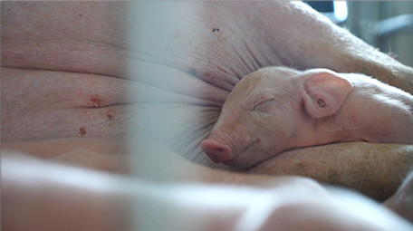 行业职业仔猪睡觉可爱小猪实拍视频