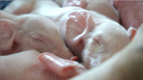 行业职业仔猪睡觉可爱小猪实拍视频