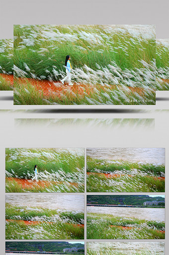 唯美河边芦苇随风飘动实拍视频4K图片