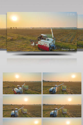 稻谷丰收粮食农民装车运送4K航拍图片