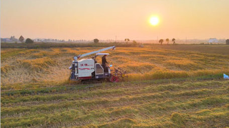 丰收季收割机收割稻子4K航拍