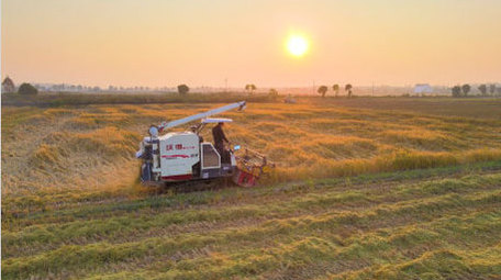 丰收季收割机收割稻子4K航拍