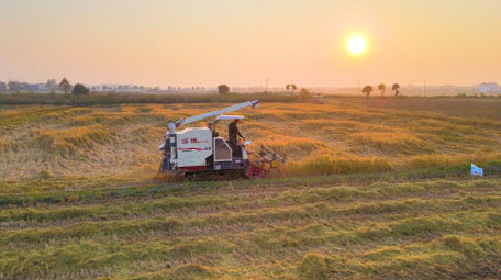 丰收季收割机收割稻子4K航拍