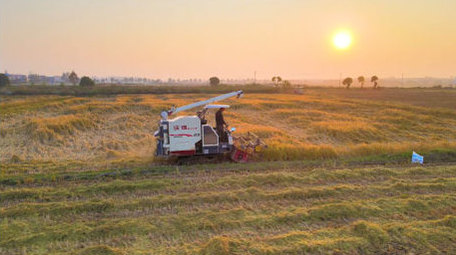 丰收季收割机收割稻子4K航拍