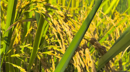 农业稻谷乡村农田稻穗金黄色的稻穗4K实拍