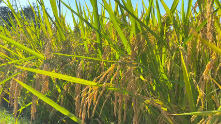 农业稻谷乡村农田稻穗金黄色的稻穗4K实拍