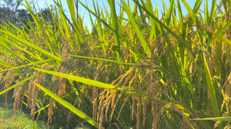 农业稻谷乡村农田稻穗金黄色的稻穗4K实拍