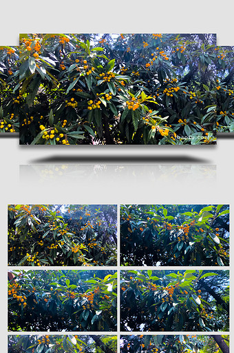 植物果树枇杷果树枇杷果成熟4K实拍图片