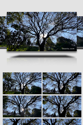 植物树木老树剪影树枝繁多4K实拍图片