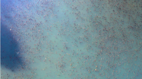 动物池塘里一大片鱼鱼儿泛滥4K航拍