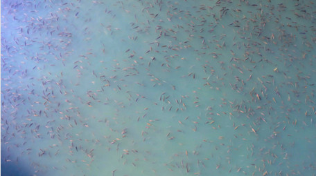 动物池塘里一大片鱼鱼儿泛滥4K航拍