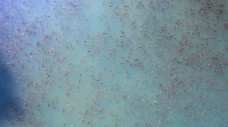 动物池塘里一大片鱼鱼儿泛滥4K航拍